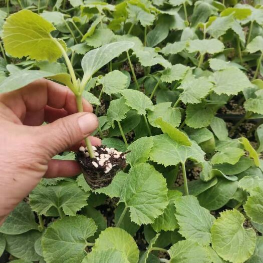 寿光市西葫芦苗 耐热西葫芦苗 耐旱 耐寒西葫芦苗 高抗病毒病品种