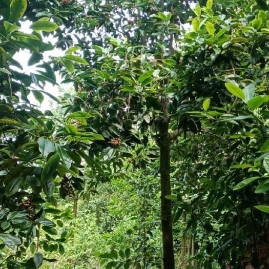 九江 深山含笑基地，江西深山含笑供应，各种规格深山含笑批发含笑基地