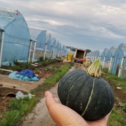 会昌县江西赣州会昌县新鲜贝贝南瓜优质蔬菜瓜菜类农产品