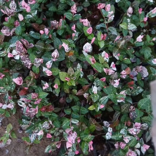 青州市花叶络石
