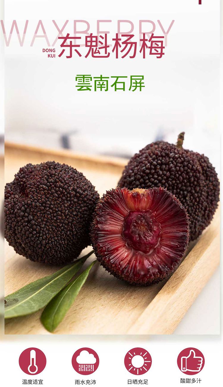  云南石屏东魁杨梅现摘现发一件代发工厂