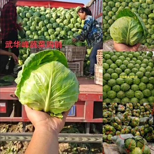 晋中中甘系列  甘蓝 圆包菜新货上市 散装 袋装 质量精品 质量