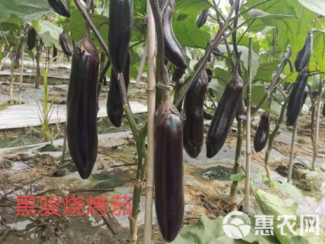 烧烤茄种子茄子种子30公分长粗8公分黑亮型