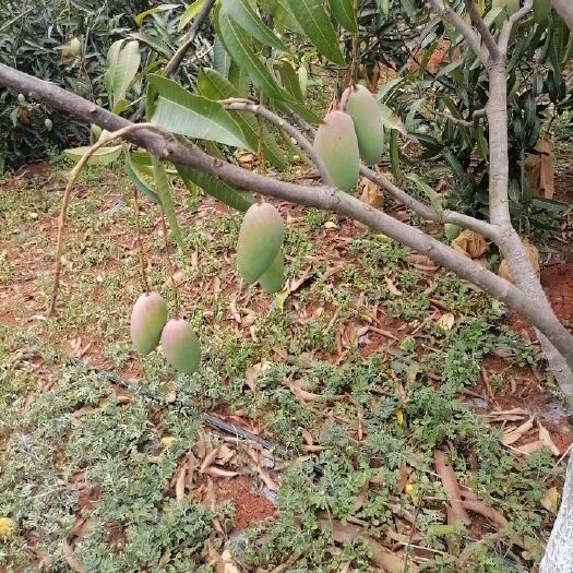 元阳县鹰嘴芒果 贵妃芒果，鹰嘴芒，