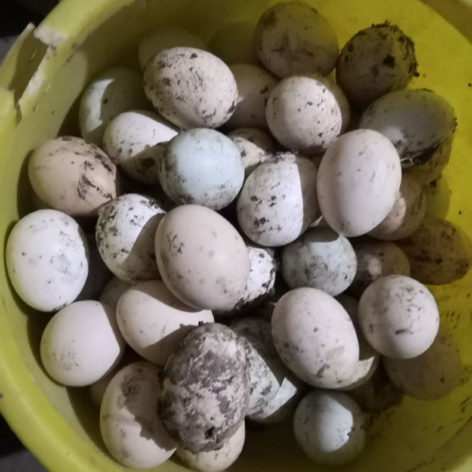  可以孵小鸡的土鸡蛋，假一赔十