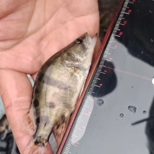 鳜鱼苗桂鱼苗