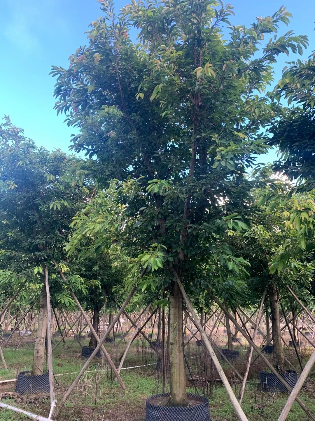 榕树大叶榕 黄葛榕米径:15-20-30-50公分骨架假植苗
