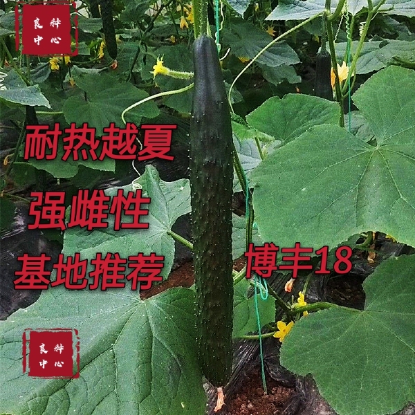 博丰18  耐热黄瓜种子越夏密刺黄瓜种子油亮型短把强雌性黄瓜种子