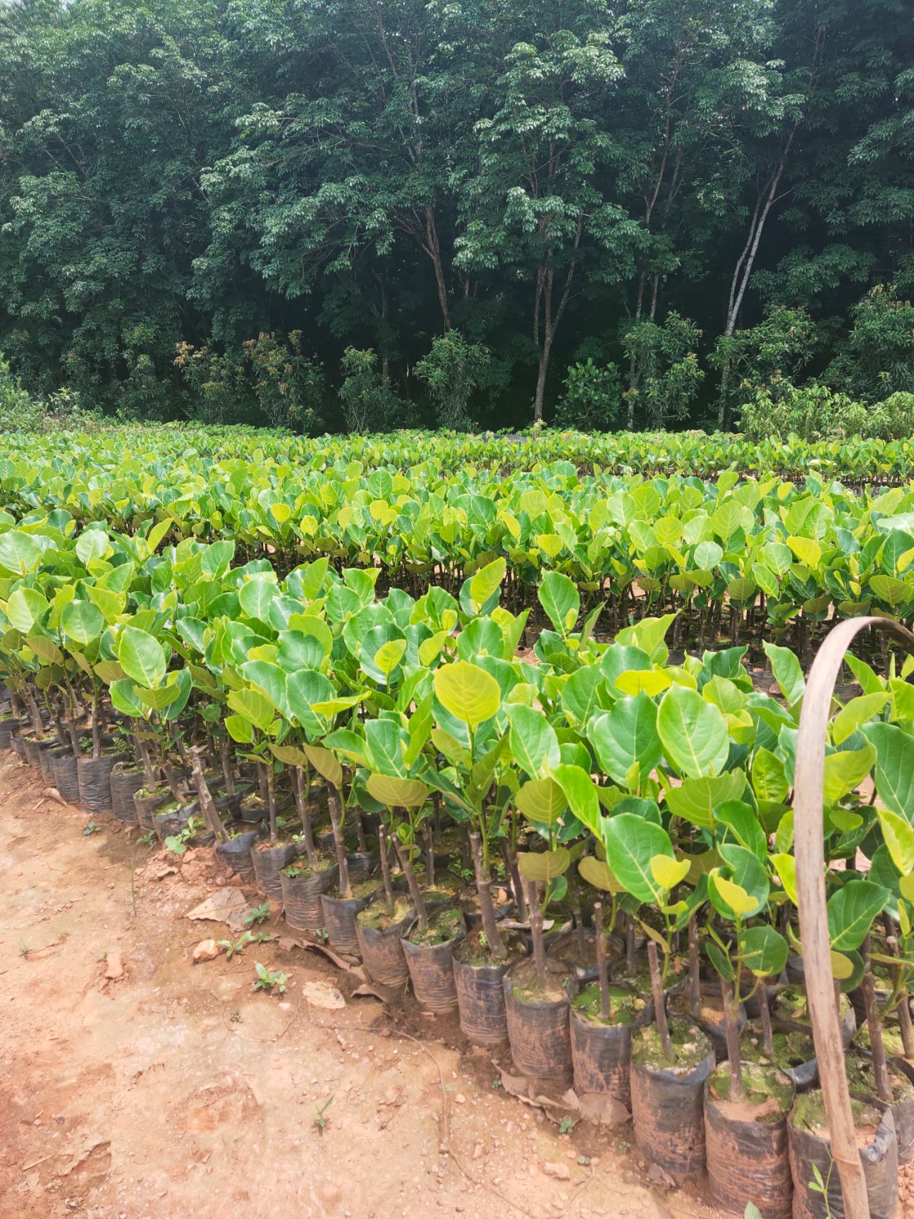 马来西亚一号菠萝蜜苗  一号菠萝蜜苗