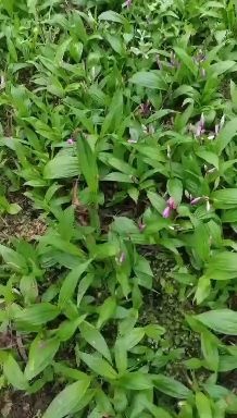 西充县预售 
紫花白芨苗 一株四分的纯紫花白芨颗粒苗