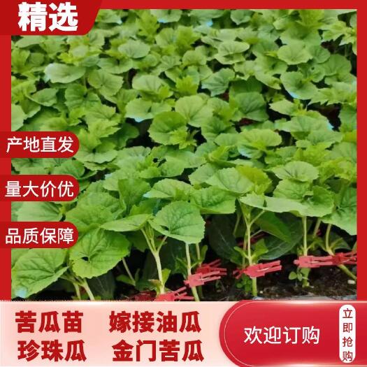 灵山县广西苦瓜苗 嫁接油瓜，珍珠瓜，金门苦瓜。嫁接苗成活高产量