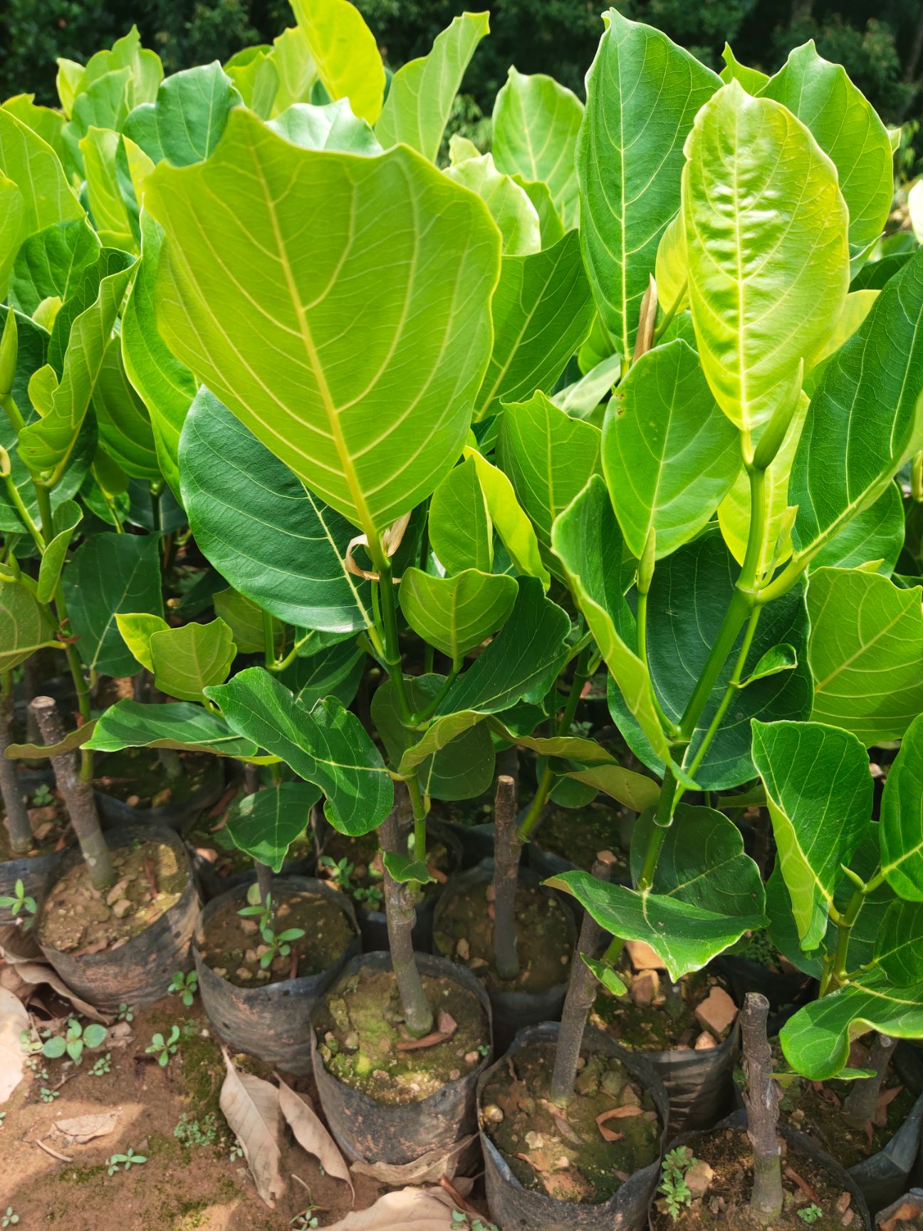 马来西亚一号菠萝蜜苗  一号菠萝蜜苗