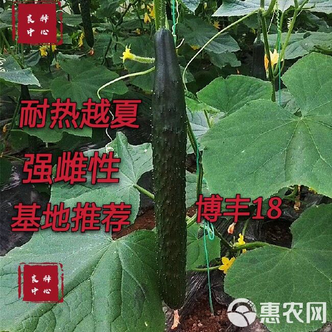 博丰18  耐热黄瓜种子越夏密刺黄瓜种子油亮型短把强雌性黄瓜种子