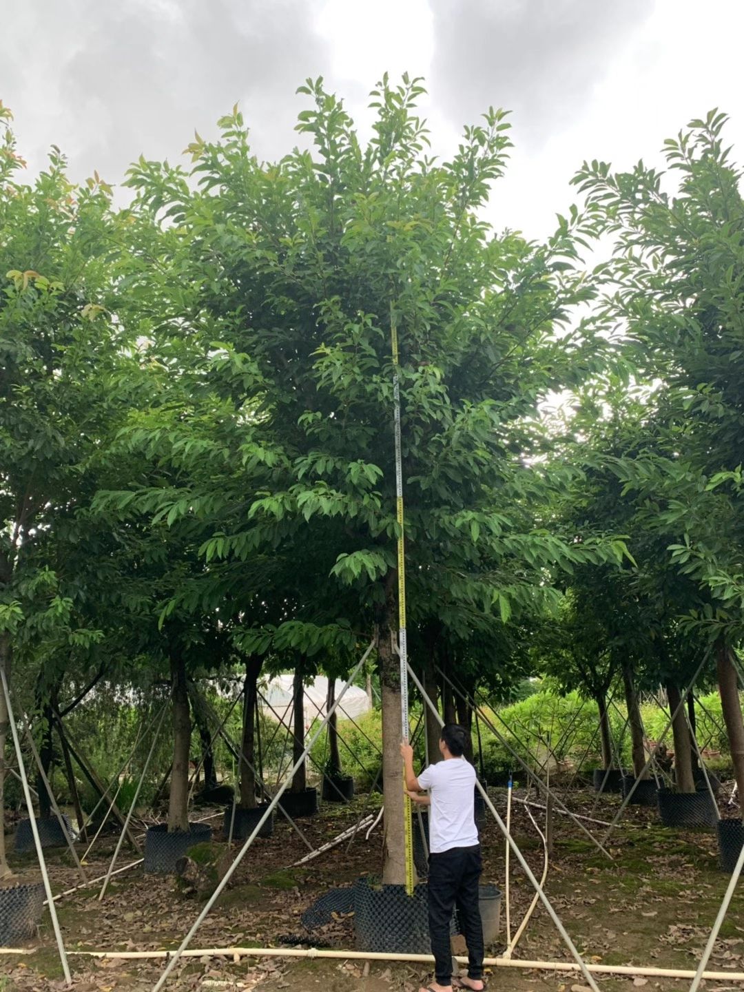 榕树大叶榕 黄葛榕米径:15-20-30-50公分骨架假植苗