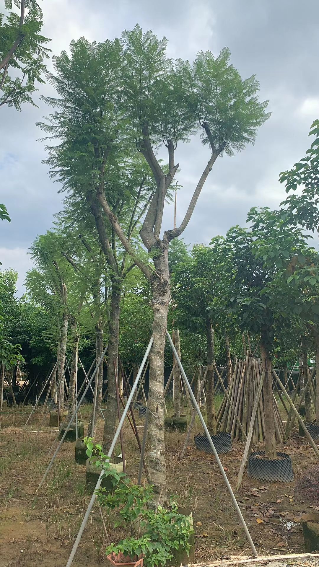 尖叶蓝花楹  广东批发蓝花楹 米径：10-12-15-20公分袋苗和假植苗