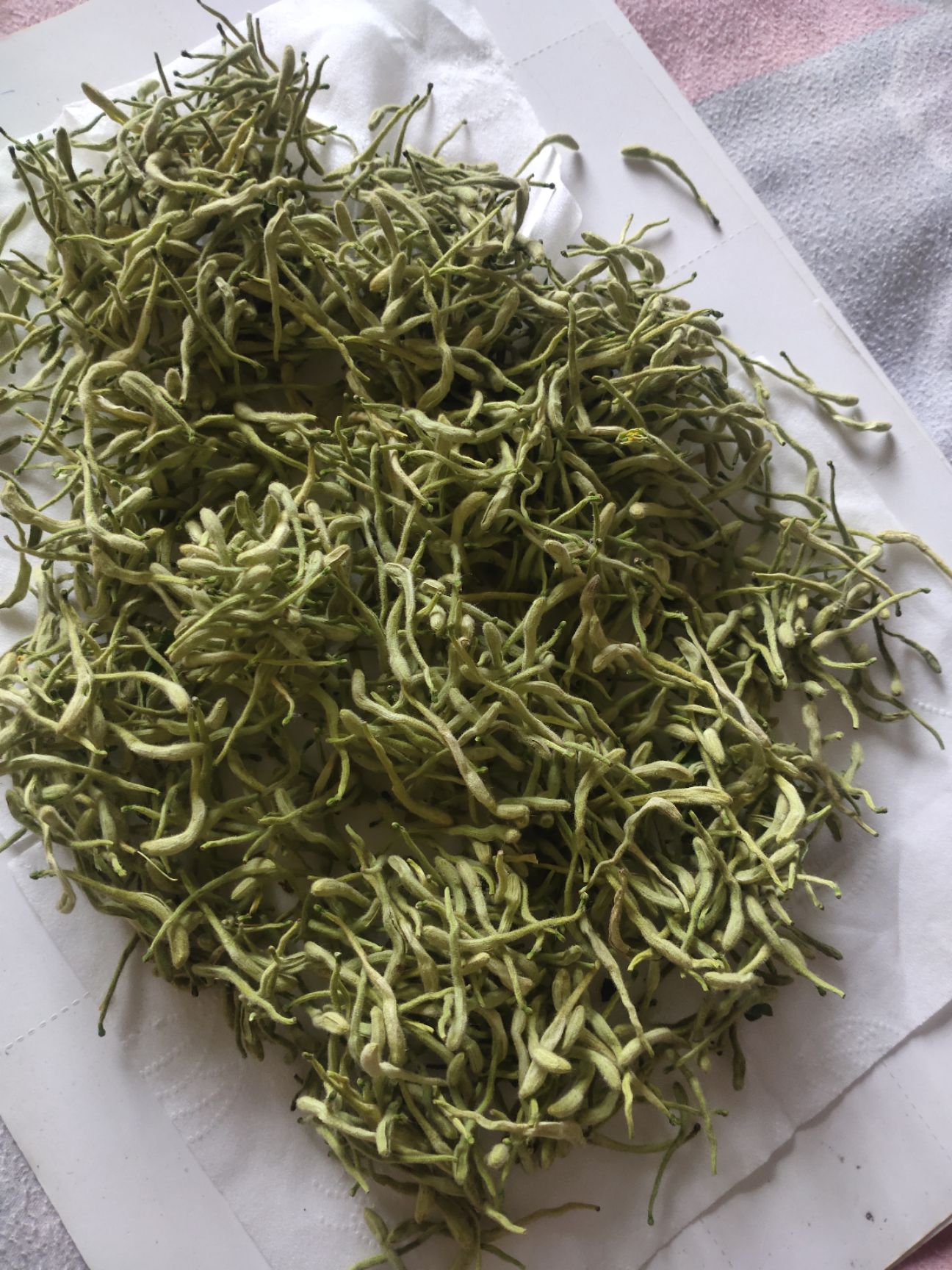 巨鹿县优质四季金银花茶，天然绿色产品。