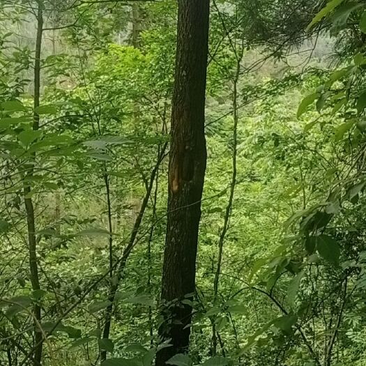 重庆市麻栎 花脸树皮