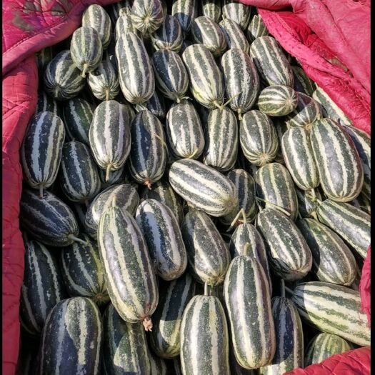 新乐市羊角蜜甜瓜  精品甜瓜大量上市中。