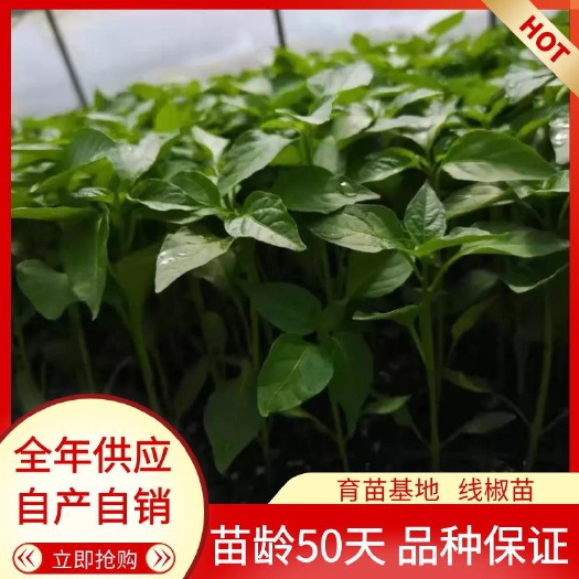 灵山县辣椒苗  广西育苗基地，全年供应，自产自销，代育加工品质保证
