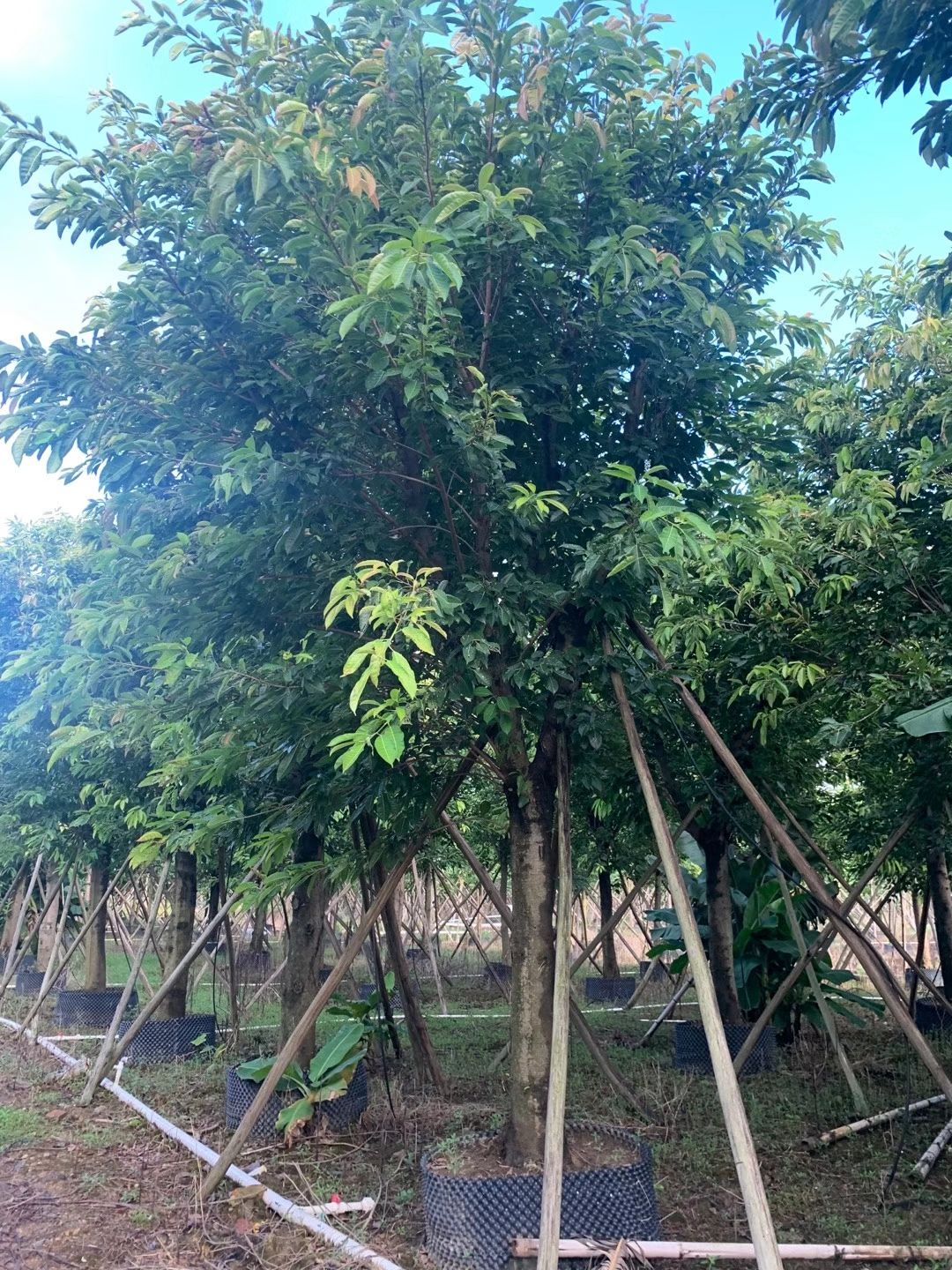 榕树大叶榕 黄葛榕米径:15-20-30-50公分骨架假植苗