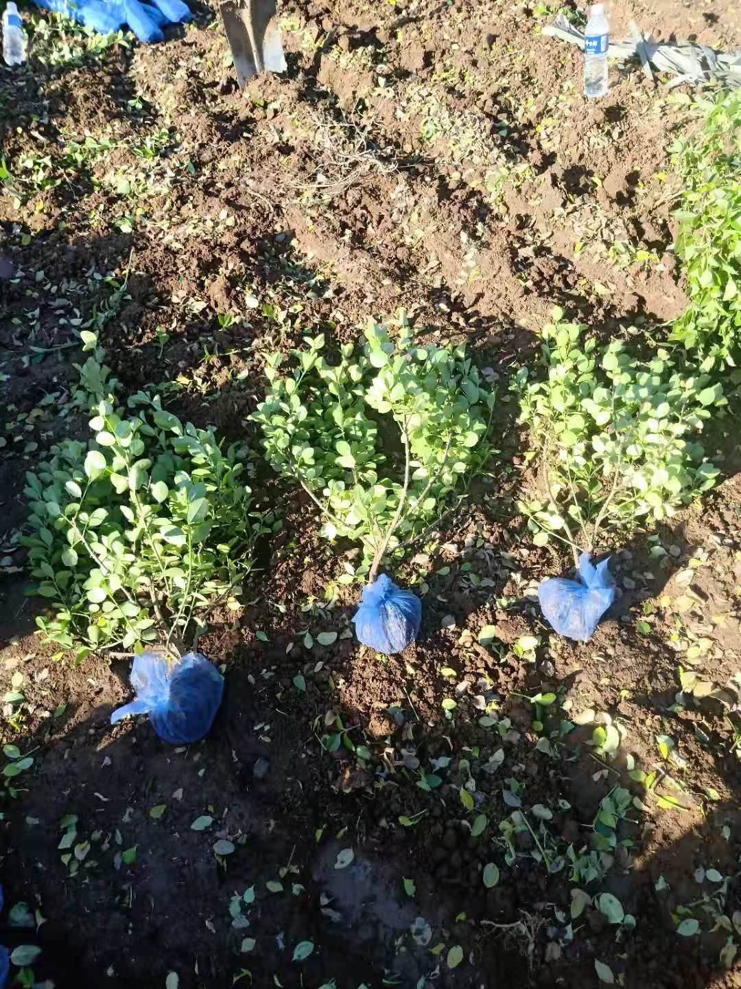 胶东卫矛  卫矛绿化苗木工程苗路边绿化带公园绿化小区绿化