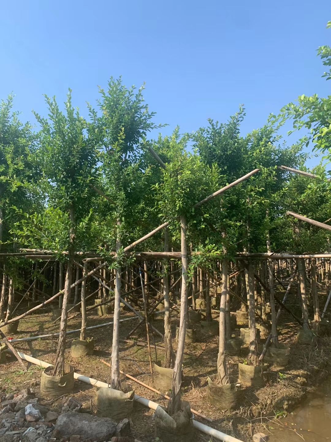 供榕树（小叶榕、细叶榕） 米径：5-8-10-80公分