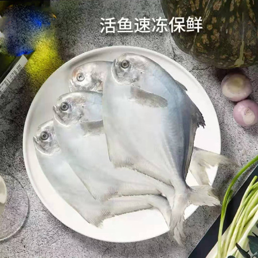 烟台鲜海捕银鲳鱼速冻保鲜