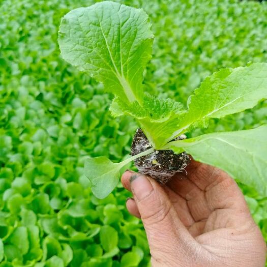 寿光市白菜苗 吉锦大白菜苗 耐寒白菜苗 今锦白菜苗 春季黄芯白菜苗