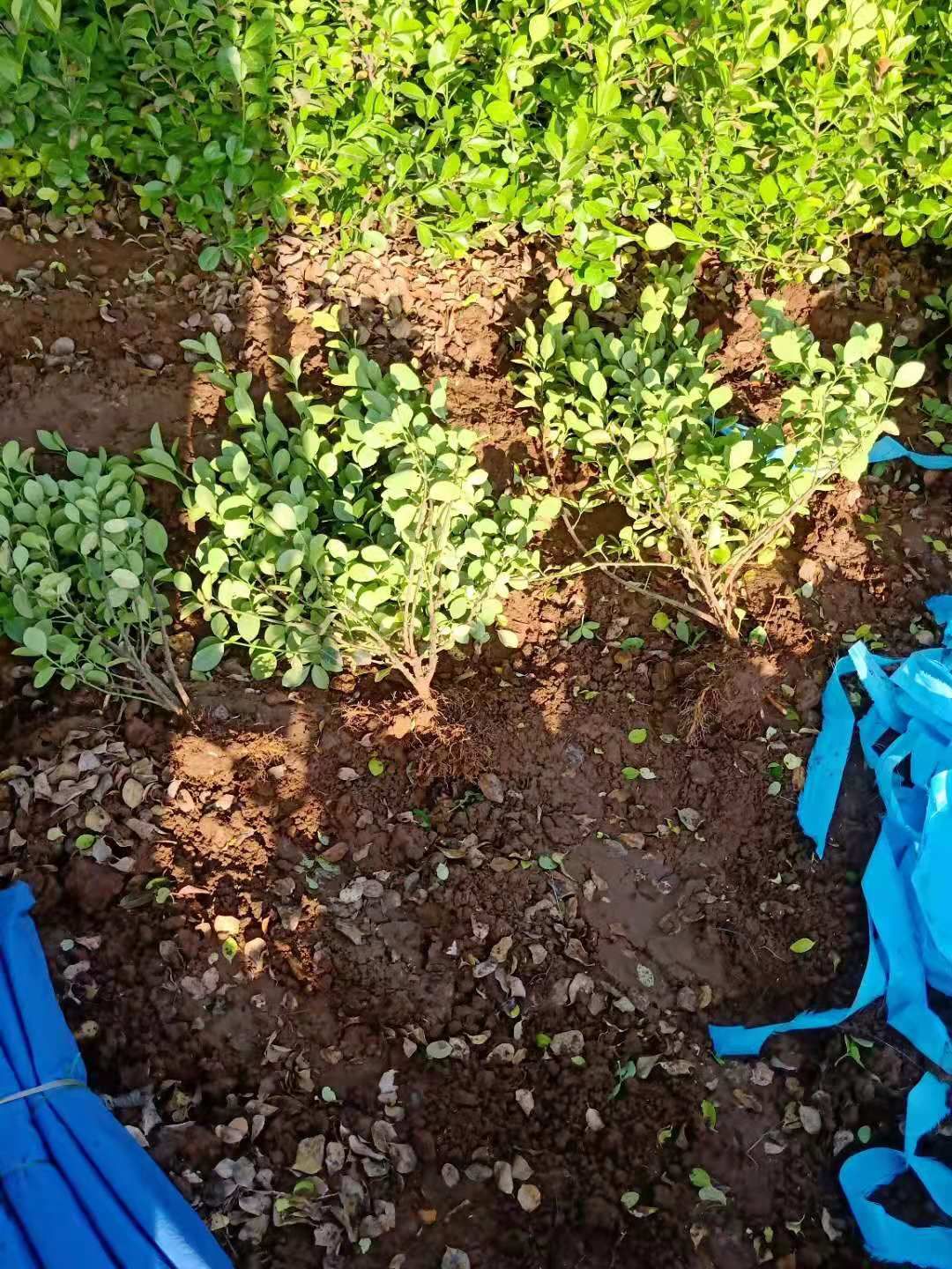 胶东卫矛  卫矛绿化苗木工程苗路边绿化带公园绿化小区绿化