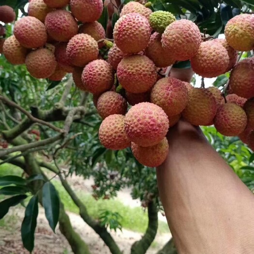 阳西县妃子笑荔枝  荔枝