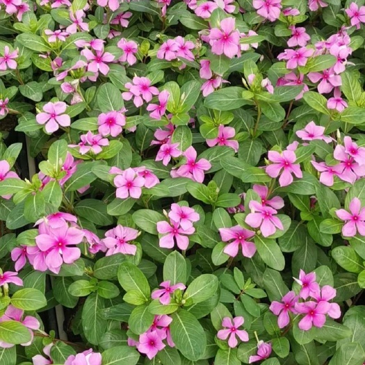 长春花      常春花