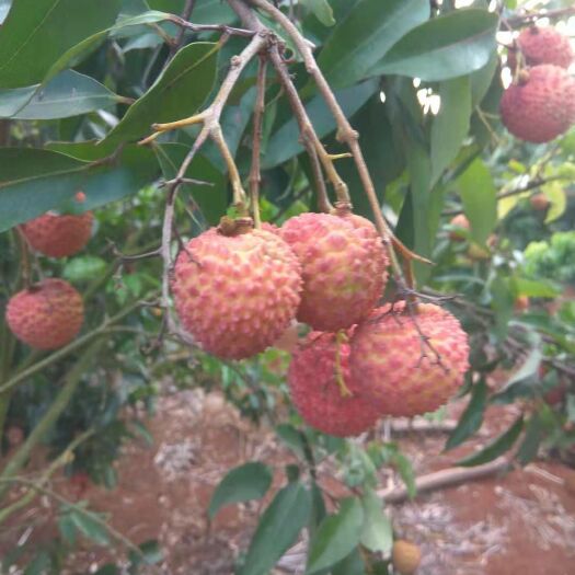 遂溪县 桂味荔枝