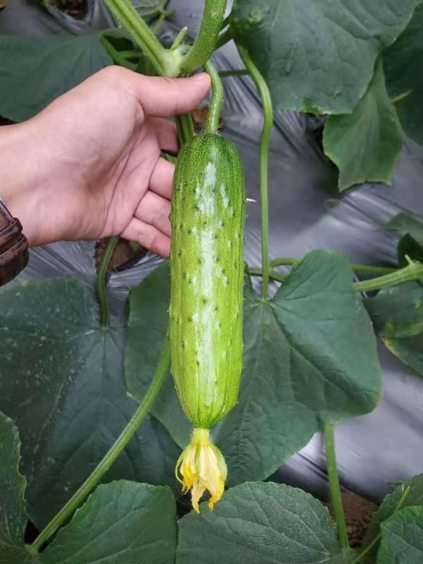 黄瓜种苗  旱黄瓜苗 耐热强雌旱黄瓜苗 大刺溜嫁接黄瓜苗