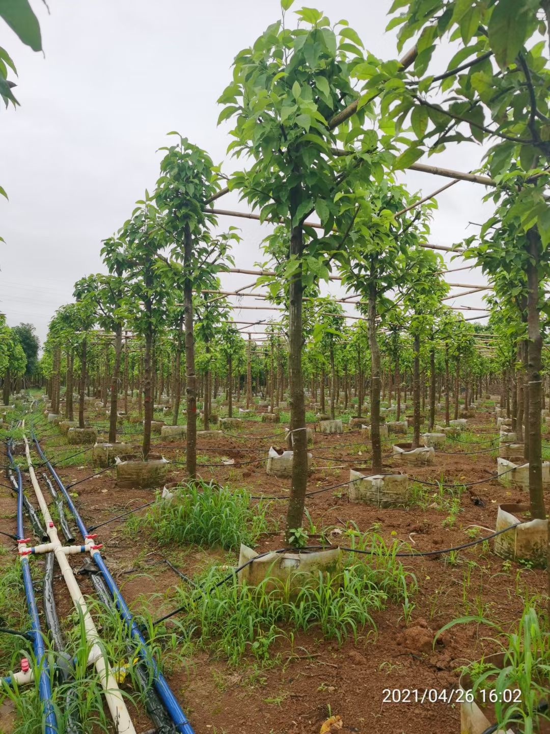 白玉兰（黄葛兰）