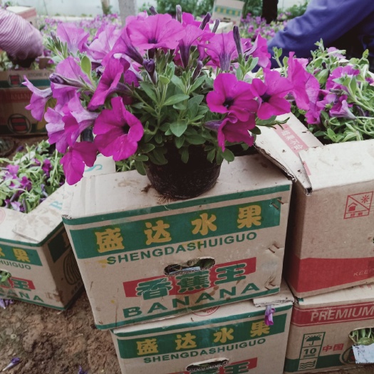 青州市精品垂钓牵牛大量现货供应，棵形好，花苞多，造景好