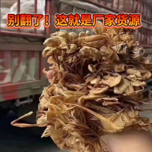 成都广昌4号茶树菇  茶树菇干！好品质好销量