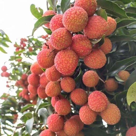 高州市白糖罂荔枝 白糖罌 白腊 妃子笑荔枝大量上市