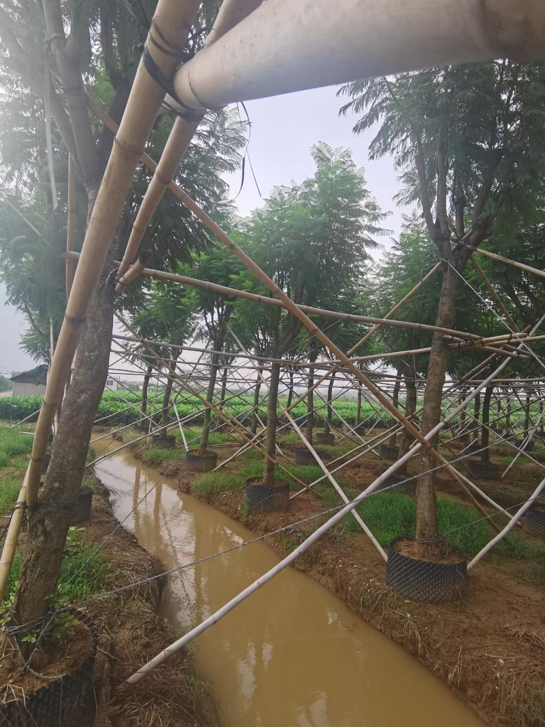 尖叶蓝花楹  广东批发蓝花楹 米径：10-12-15-20公分袋苗和假植苗