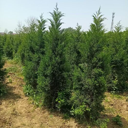 汝南县垂枝雪松 汝南县万亩花木基地