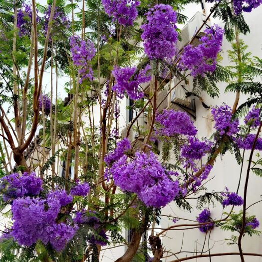 普宁市广东蓝花楹种植基地批发各种规格骨架、全冠蓝花楹假植苗