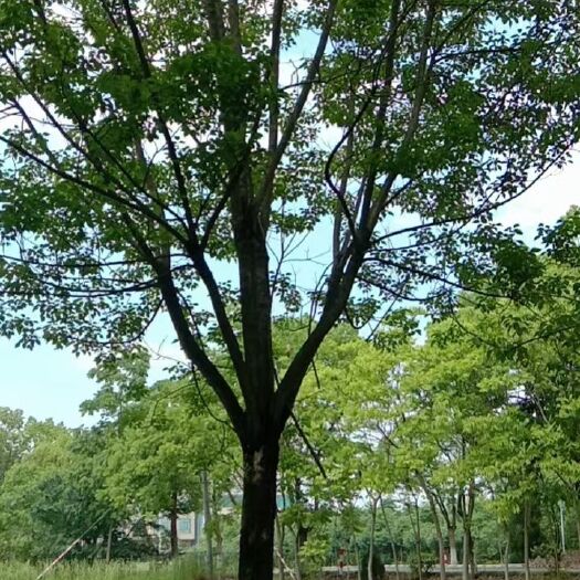九江 各种规格重阳木供应，苗木基地重阳木自产自销，江西重阳木基地。
