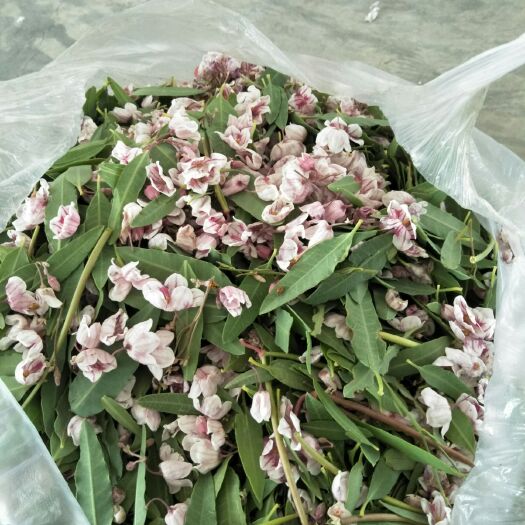 麦盖提县罗布麻叶  新疆沙漠罗布麻