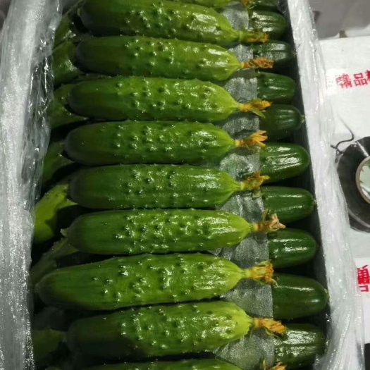 寿光市黄瓜种苗  旱黄瓜苗 耐热强雌旱黄瓜苗 大刺溜嫁接黄瓜苗