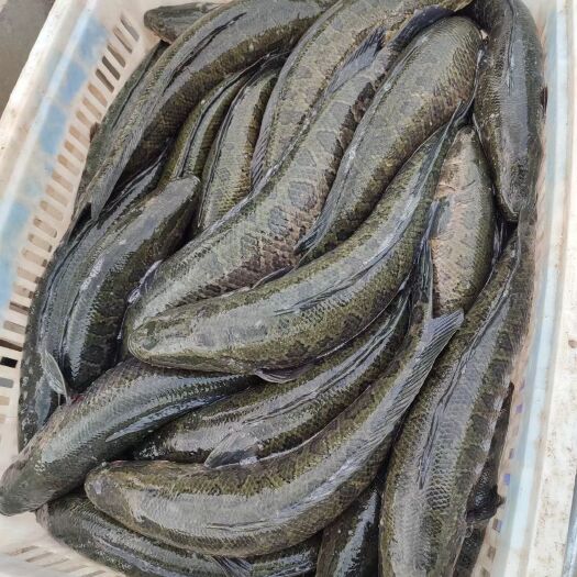 微山县出售各种乌鱼苗，大小尽有