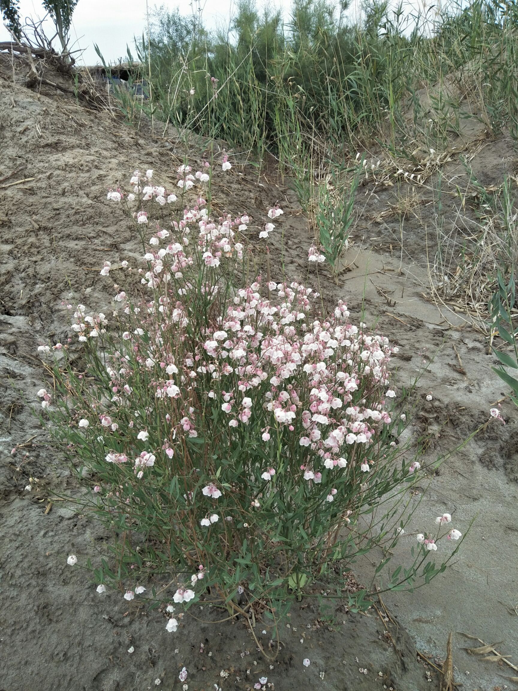 罗布麻叶  新疆沙漠罗布麻