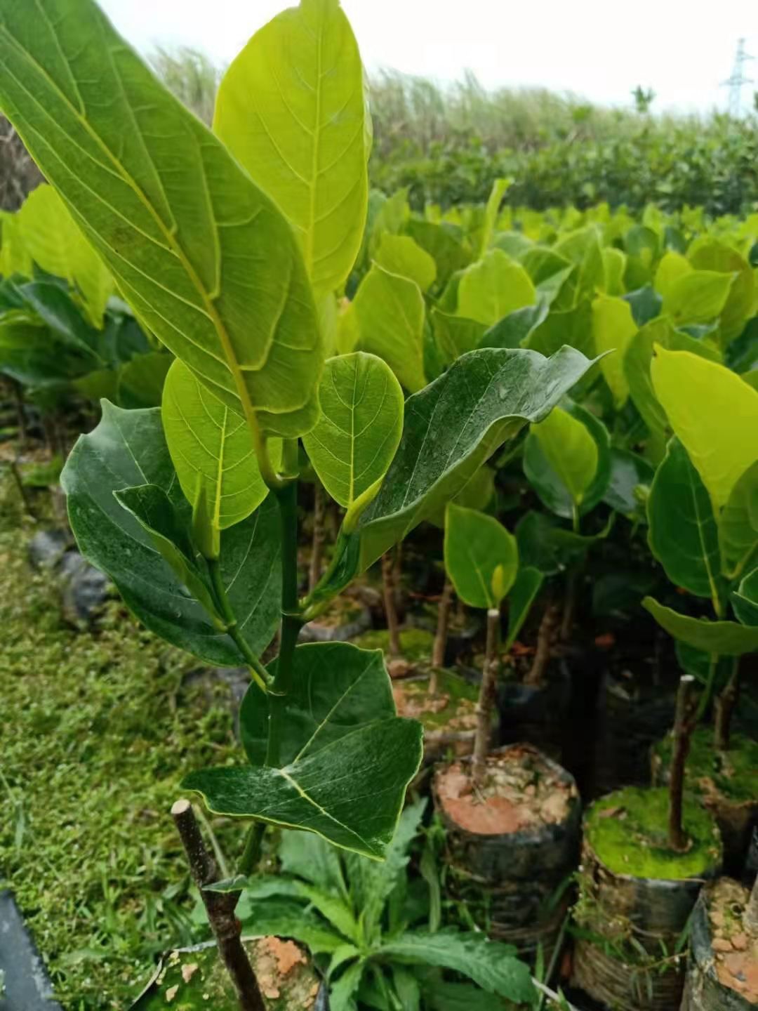 马来西亚一号菠萝蜜苗  一号菠萝蜜苗