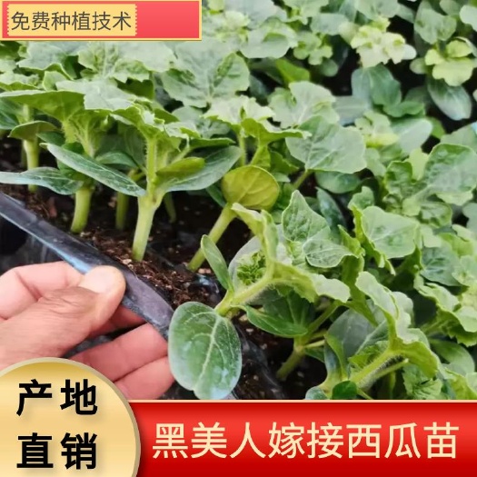 灵山县黑美人西瓜苗  广西育苗基地，产地直销，品质保证价格从优承接