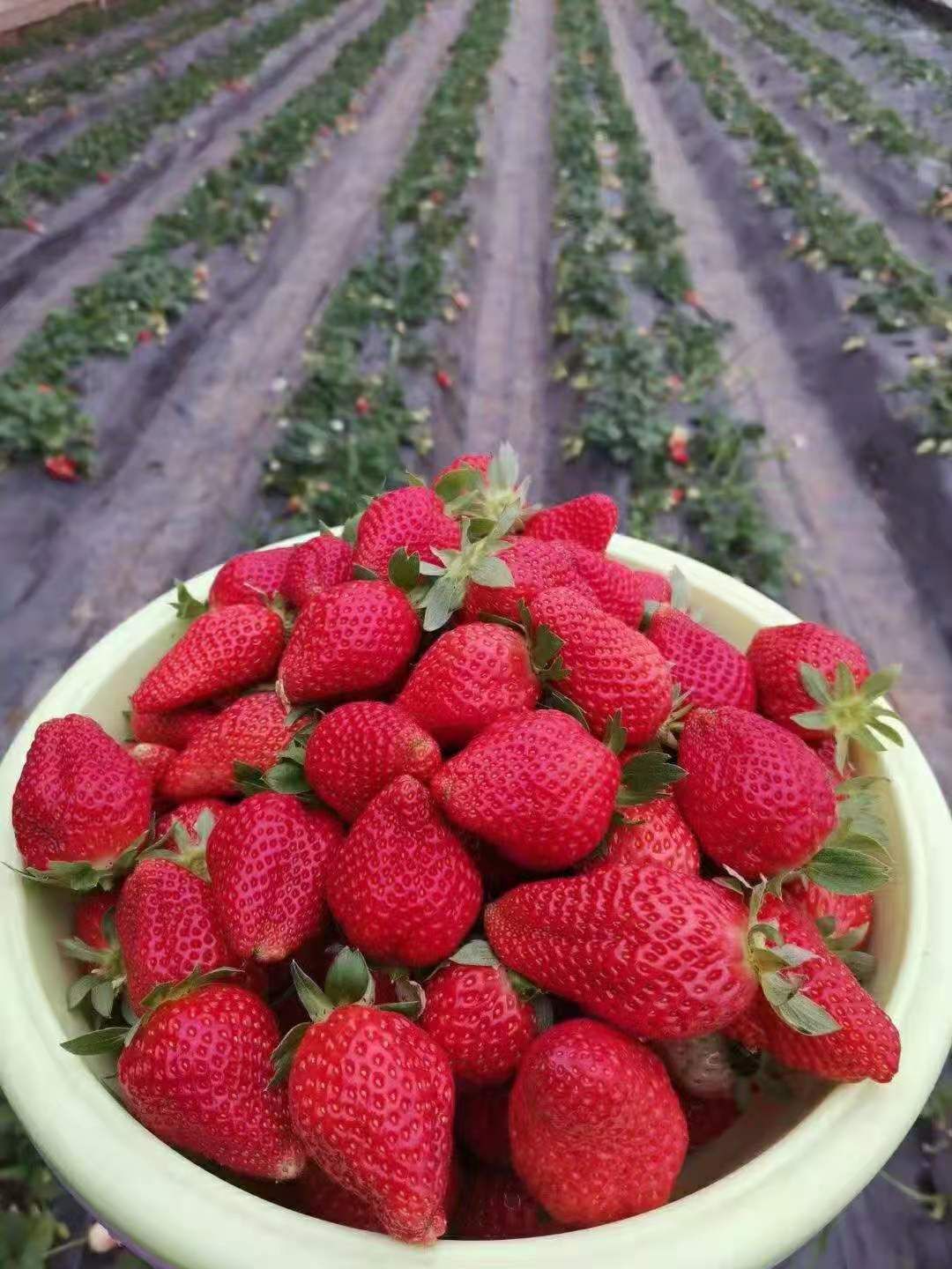 大量元素肥料  大量元素水溶肥，高钾型，硝酸钾13-7-40