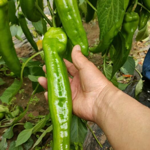 寿光市牛角椒苗 杂交牛角辣椒苗 牛角尖椒苗 尖椒苗 果型好 产量高