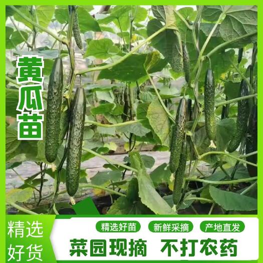 灵山县黄瓜种苗  广西种苗育苗基地，嫁接黄瓜苗，全年供应，产地直销